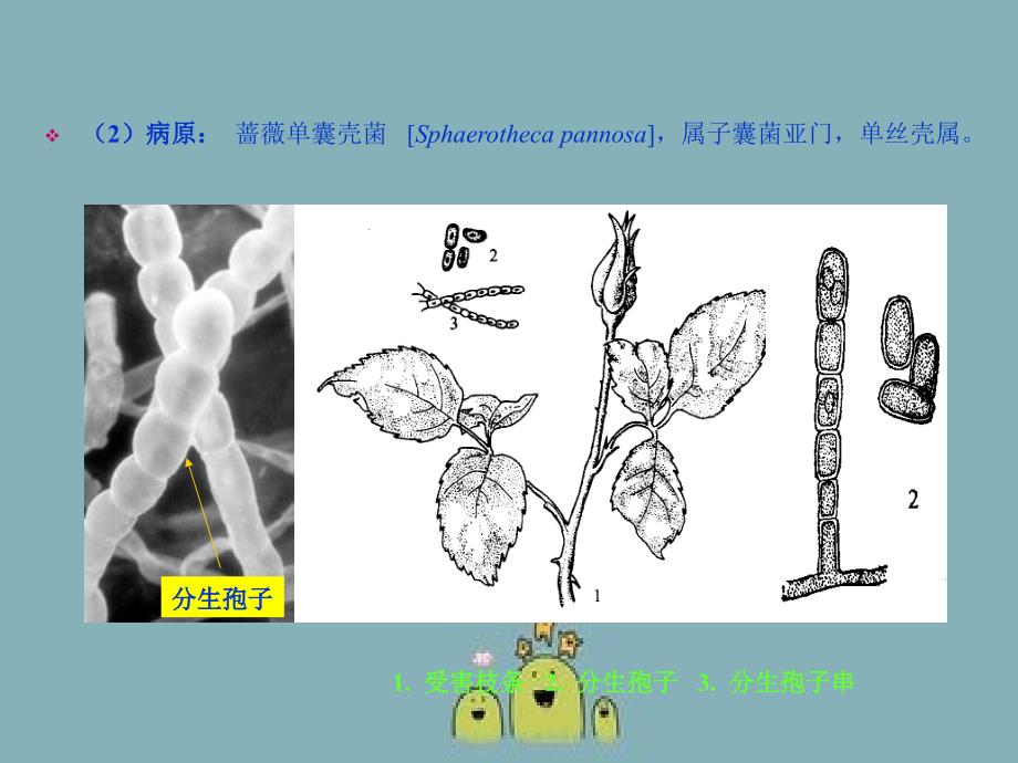 园林植物保护园林植物病害及其关键管理_第3页