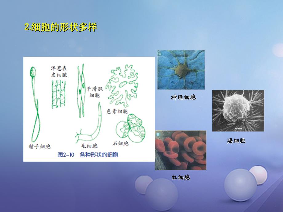 浙江省杭州市西湖区双浦镇七年级科学上册 2.2 细胞（1）课件 （新版）浙教版_第4页