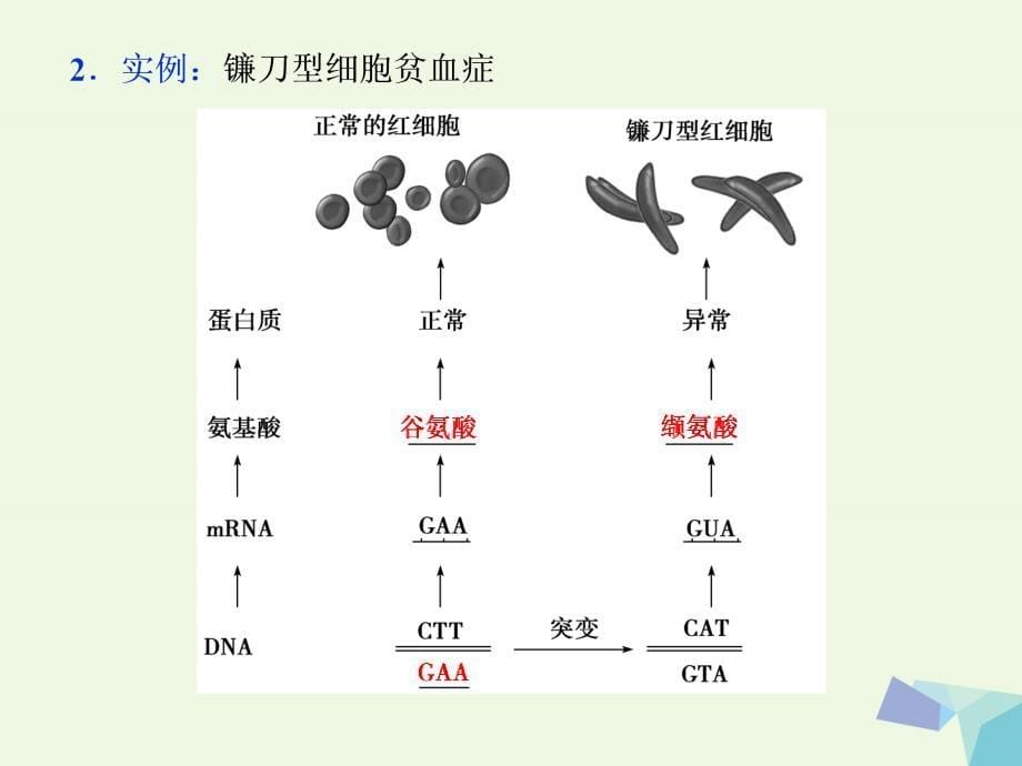 （全国）2018版高考生物大一轮复习 第七单元 生物的变异、育种和进化 第25讲 基因突变和基因重组课件_第5页