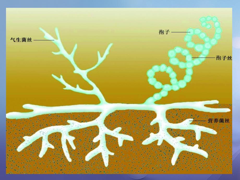 2017七年级生物下册 第五单元 第13章 土壤的生物 第2节 土壤里的微生物课件4 （新版）苏科版_第3页