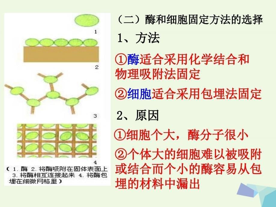 广东省台山市高中生物 专题四 酶的研究与应用 4.3 酵母细胞的固定化课件 新人教版选修1_第5页