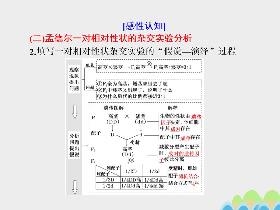 2017届高考生物一轮复习 第一单元 遗传的基本规律与伴性遗传 第一讲 孟德尔的豌豆杂交实验（一）课件（必修2）_第4页