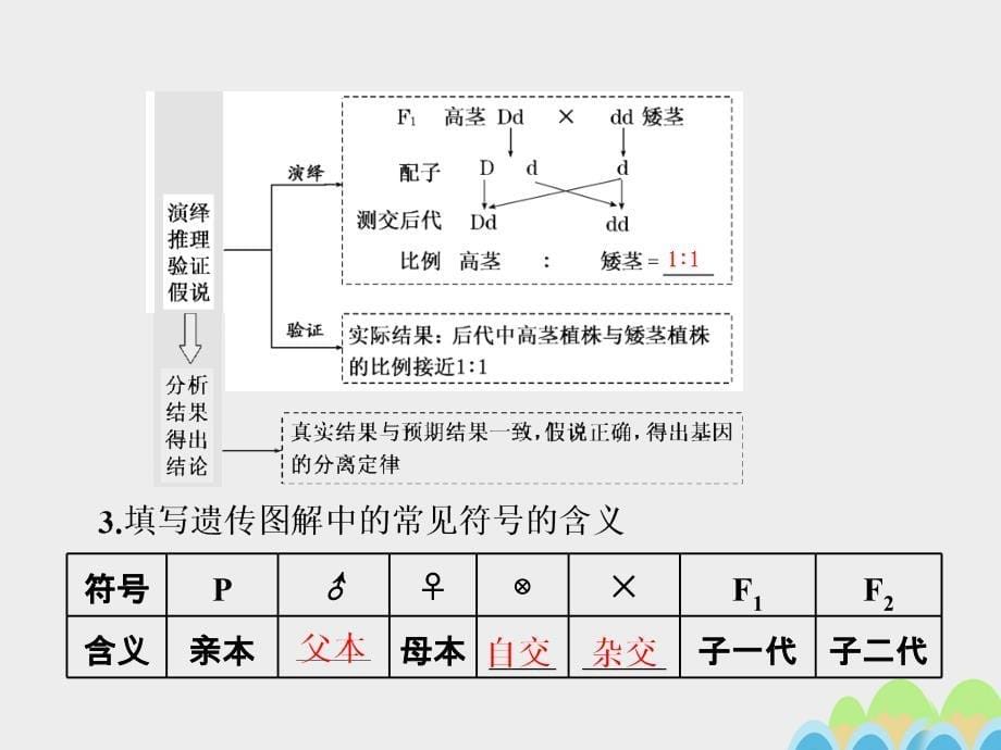 2017届高考生物一轮复习 第一单元 遗传的基本规律与伴性遗传 第一讲 孟德尔的豌豆杂交实验（一）课件（必修2）_第5页