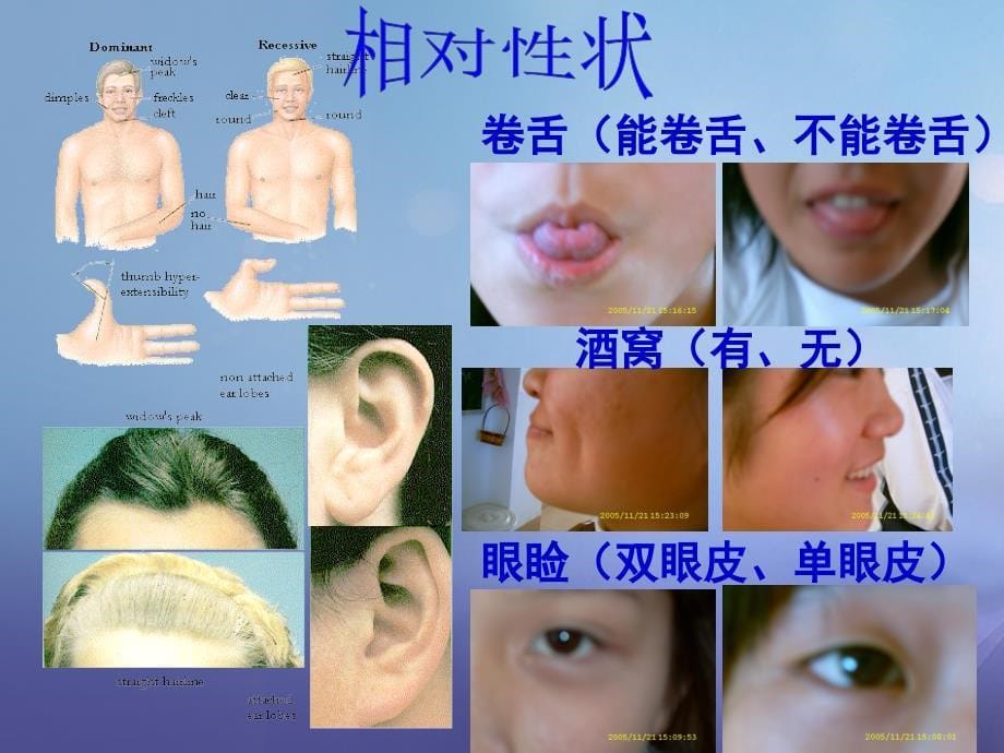 九年级科学下册 1.5 遗传与进化课件7 （新版）浙教版_第5页