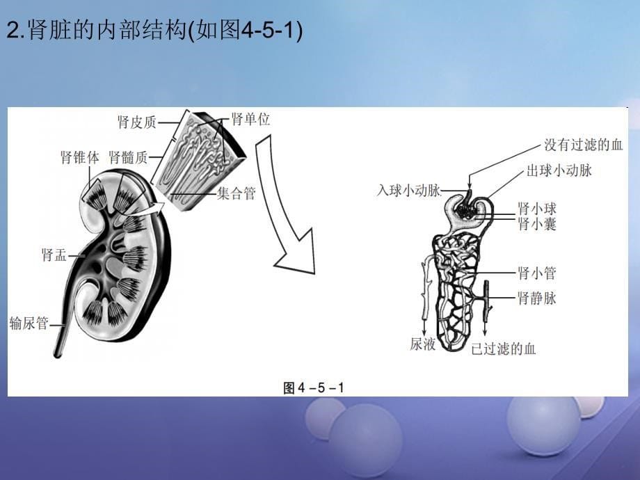 2018年中考生物总复习 第四单元 第五章 人体内废物的排出课件_第5页