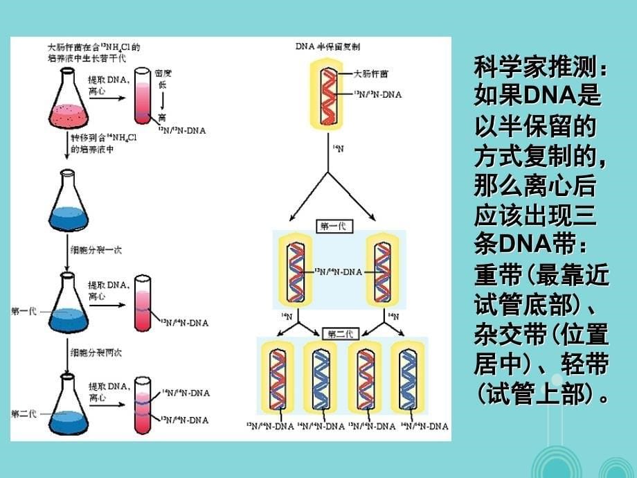 高中生物 3.3 DNA的复制课件 新人教版必修2_第5页