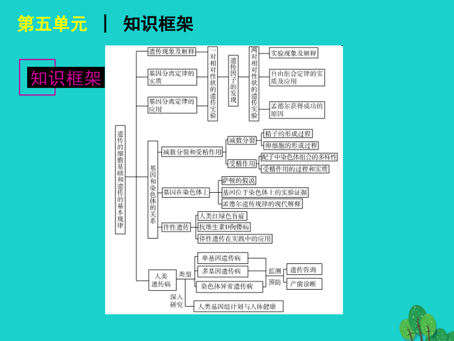 广东省高考生物一轮复习 第14讲 孟德尔的豌豆杂交试验一课件_第3页