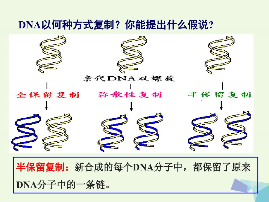 高中生物 第三章 遗传的分子基础 3.3 遗传信息的传递教学课件 浙科版必修2_第4页