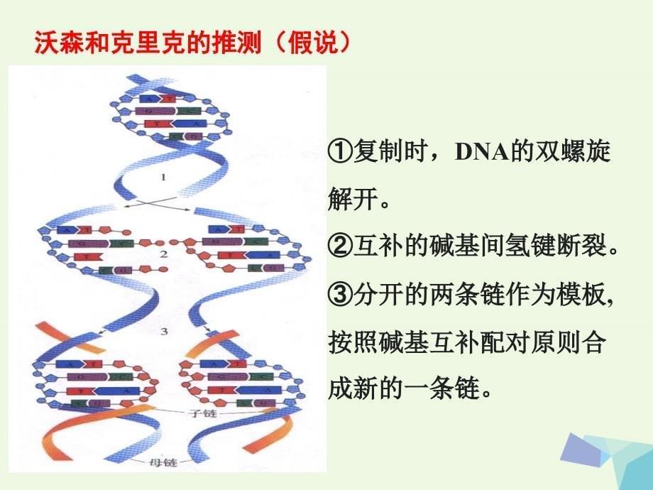 高中生物 第三章 遗传的分子基础 3.3 遗传信息的传递教学课件 浙科版必修2_第5页