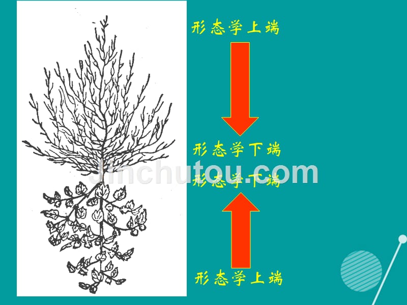 高中生物 第三章 植物的激素调节 3.2 生长素的生理作用教学课件 新人教版必修3_第5页