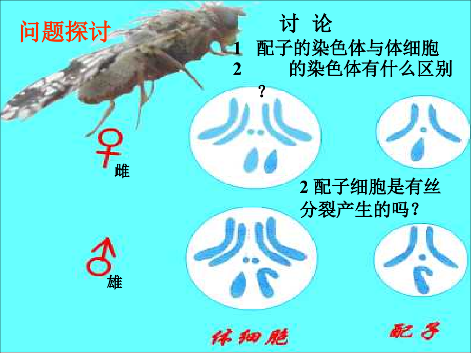 高中生物 2.1 减数分裂和受精作用课件 新人教版必修2_第4页