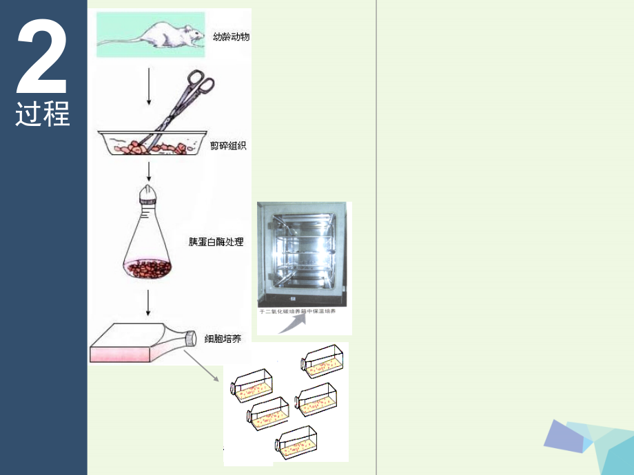 湖南省长沙市高中生物 第二章 细胞工程 2.2 动物细胞工程教学课件 新人教版选修3_第4页