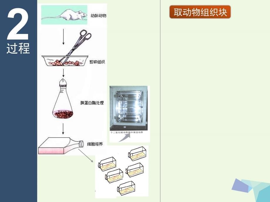 湖南省长沙市高中生物 第二章 细胞工程 2.2 动物细胞工程教学课件 新人教版选修3_第5页