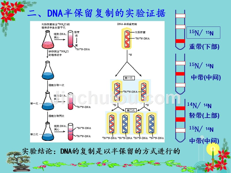 湖南省高中生物 3.3 DNA分子的复制课件 新人教版必修2_第4页