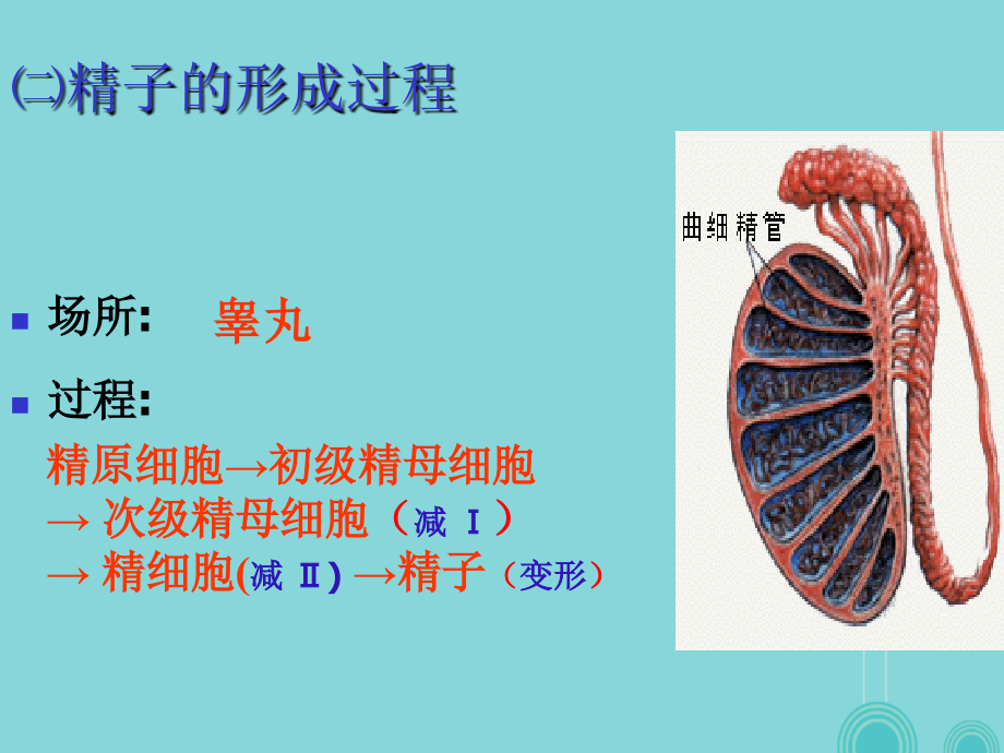 高中生物 第二章 第一节 减数分裂和受精作用课件 新人教版必修2_第4页