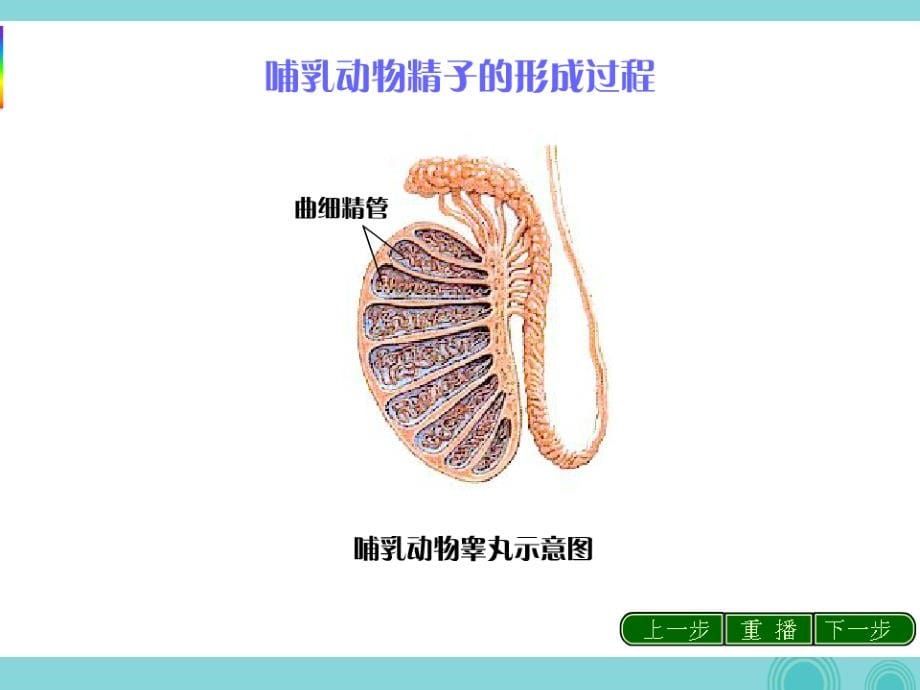 高中生物 第二章 第一节 减数分裂和受精作用课件 新人教版必修2_第5页