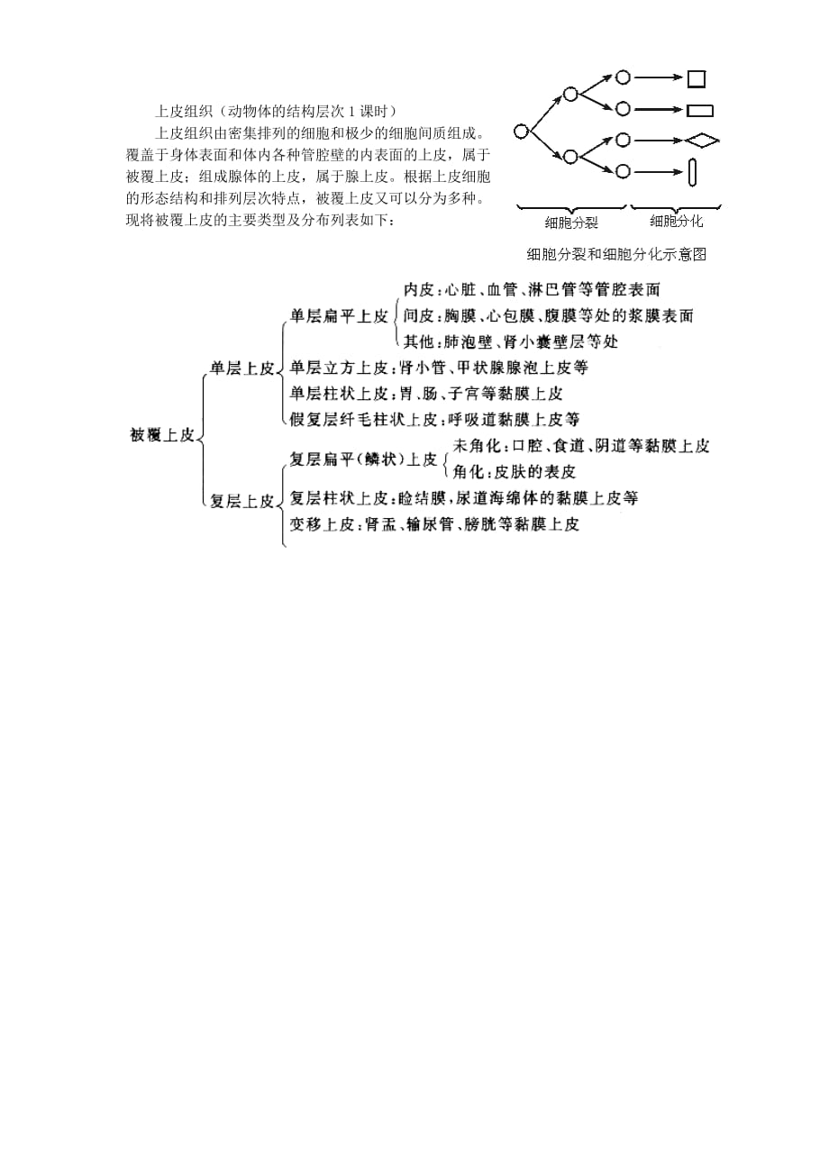 （组织设计）上皮组织(动物体的结构层次1课时)_第1页