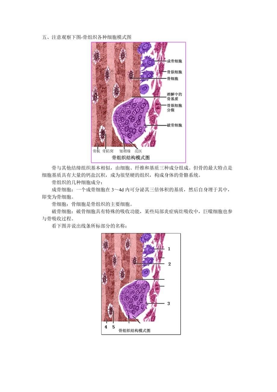 （组织设计）人体解剖学与组织胚胎学图片复习资料-骨骼系统_第5页