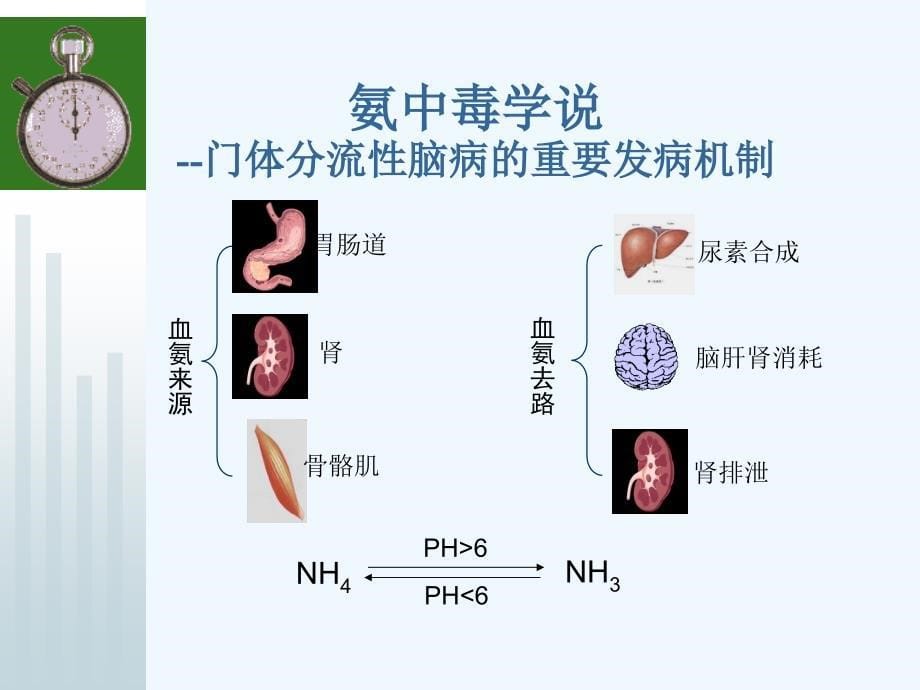 肝性脑病PPT课件_第5页