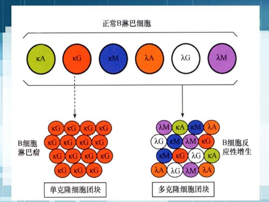 病理学 第六章 肿瘤1_第5页