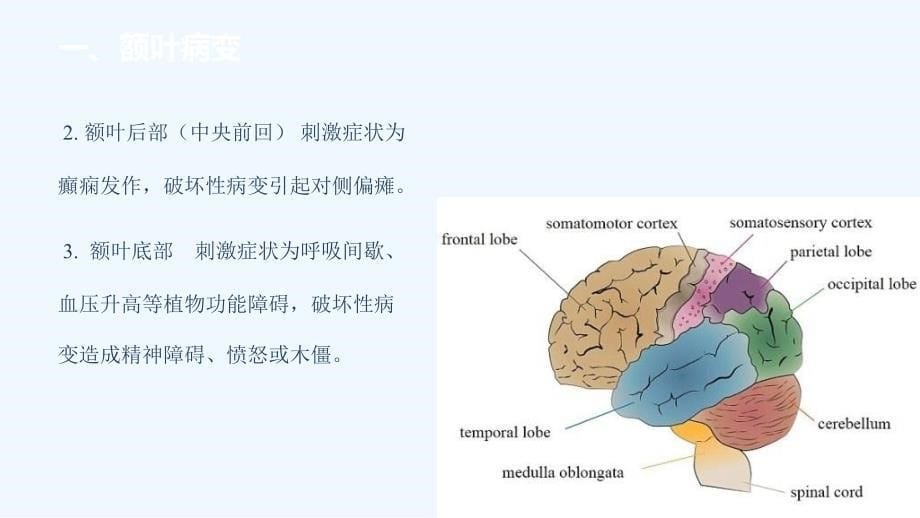 颅脑病变的定位诊断基础和临床图文_第5页