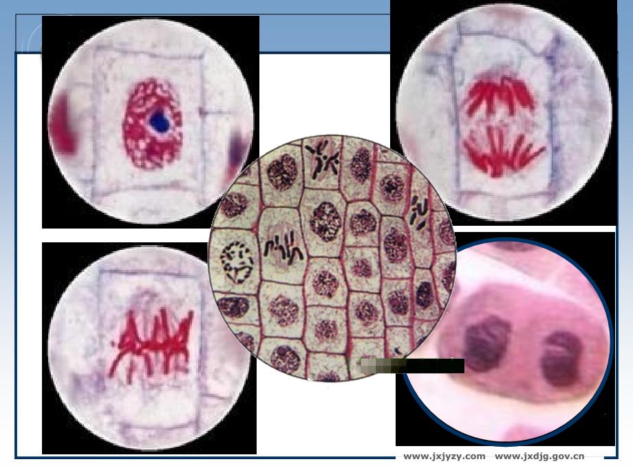细胞的增殖（二）教学课件_第4页