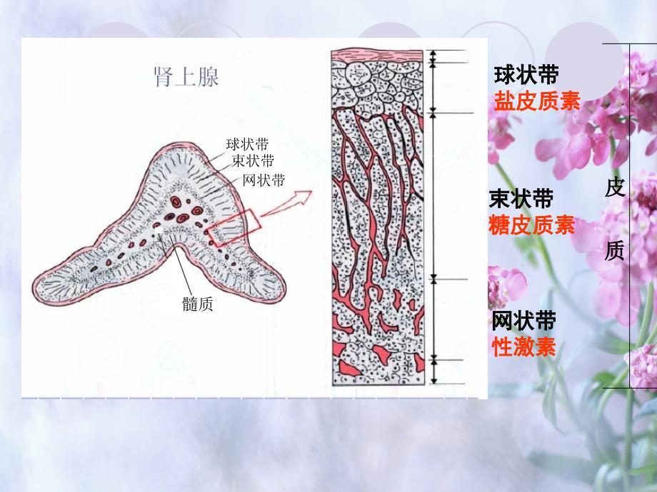 肾上腺皮质激素类药生理药理_第4页