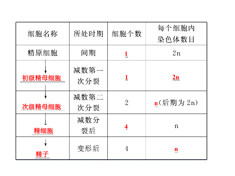 精子与卵细胞的产生和受精·减数分裂的意义_第3页