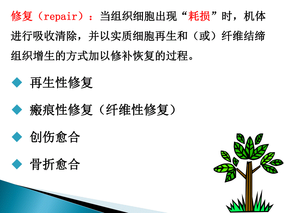 病理学 第三章 再生与修复_第2页