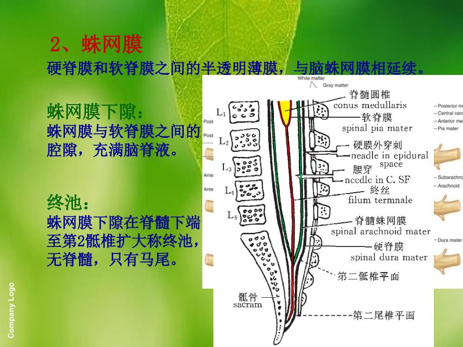 脑膜脑血管脑脊液循环_第4页