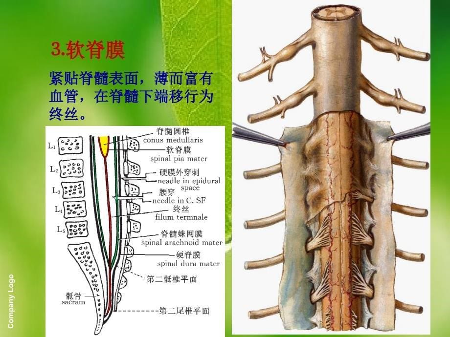 脑膜脑血管脑脊液循环_第5页