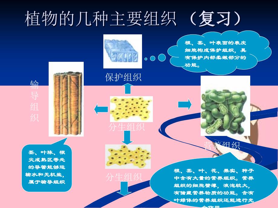 《多细胞生物体组成》》苏教版七年级上_第3页