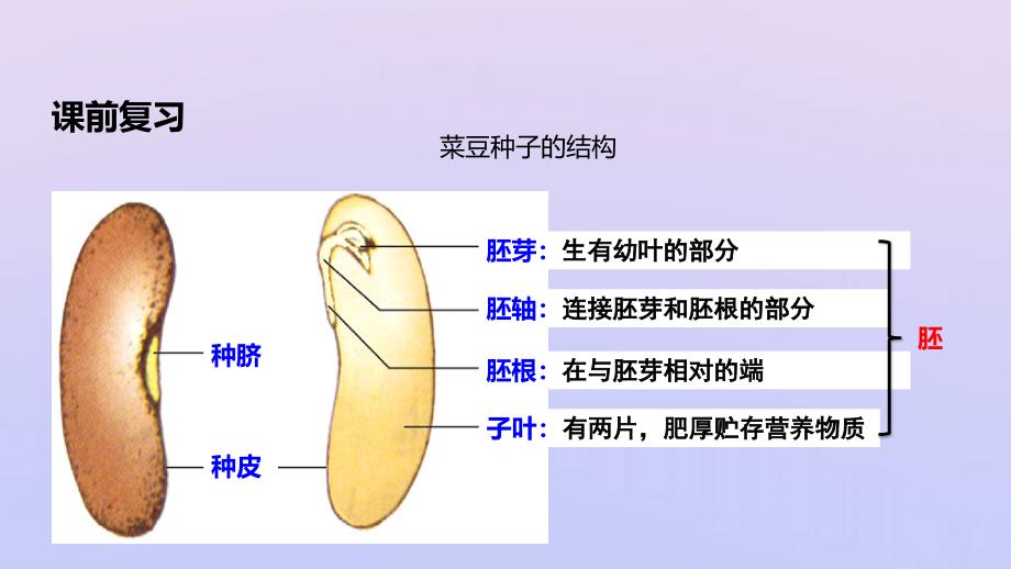 八年级生物上册第四单元物种的延续第一章绿色开花植物的一生第四节种子的萌发课件新版济南版2019120515_第2页