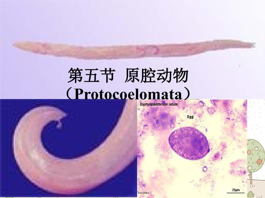 动物生物学西北大学_第1页