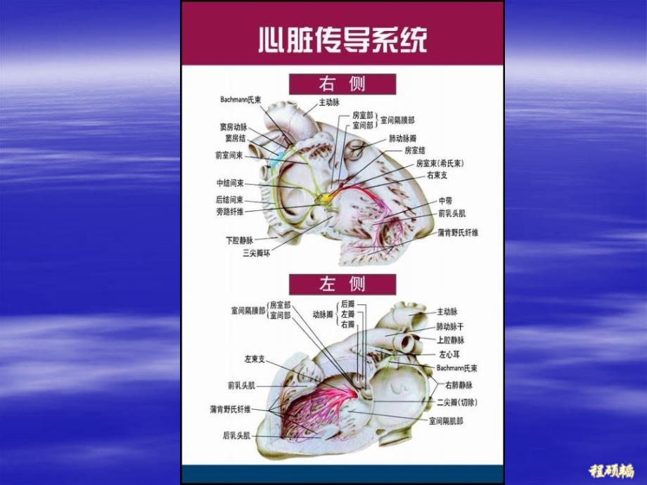 心电图基础和正常心电图继续教育_第2页