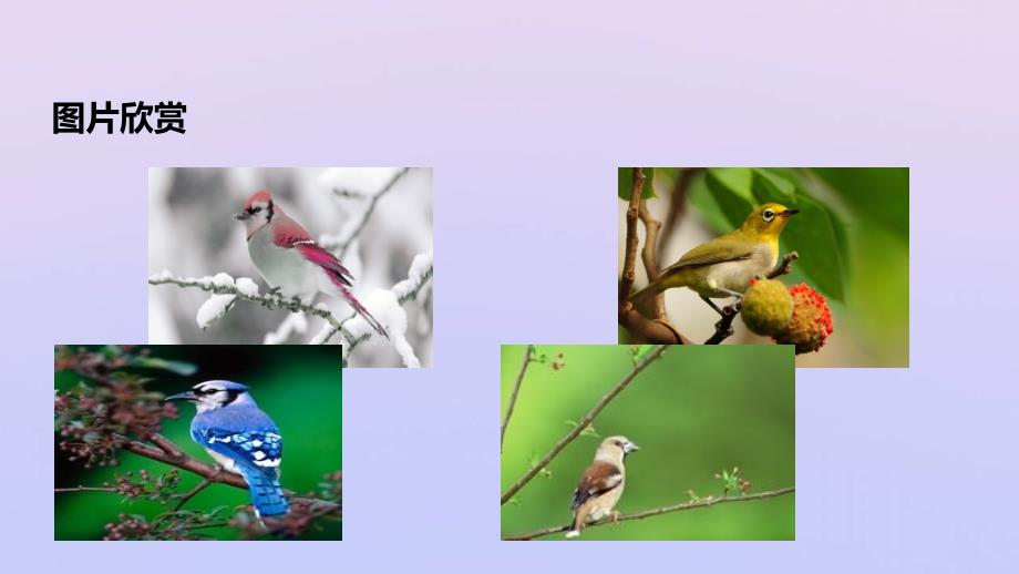 八年级生物上册第四单元物种的延续第二章动物的生殖和发育第三节鸟的生殖和发育课件新版济南版20191205129_第2页