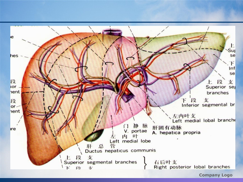 肝脏正常与异常CT影像学习珍藏版_第3页