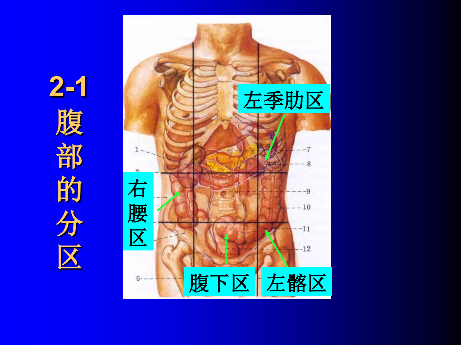 内脏实验试题复习_第1页