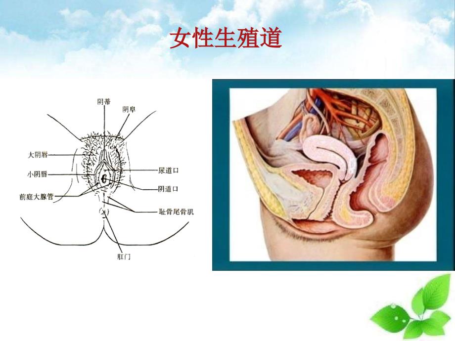 盆腔炎全面讲解_第2页