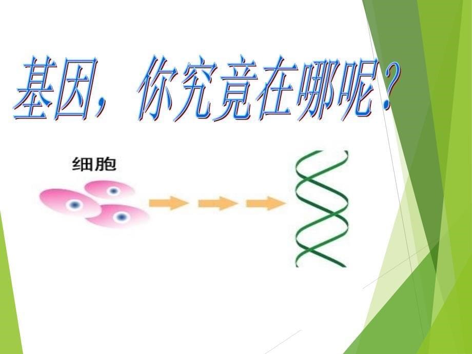 基因和染色体关系基因在染色体上伴性遗传_第5页