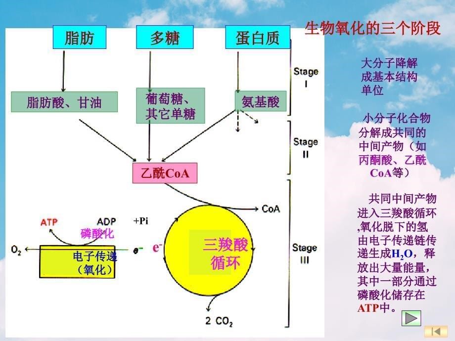 生物化学七章生物氧化_第5页