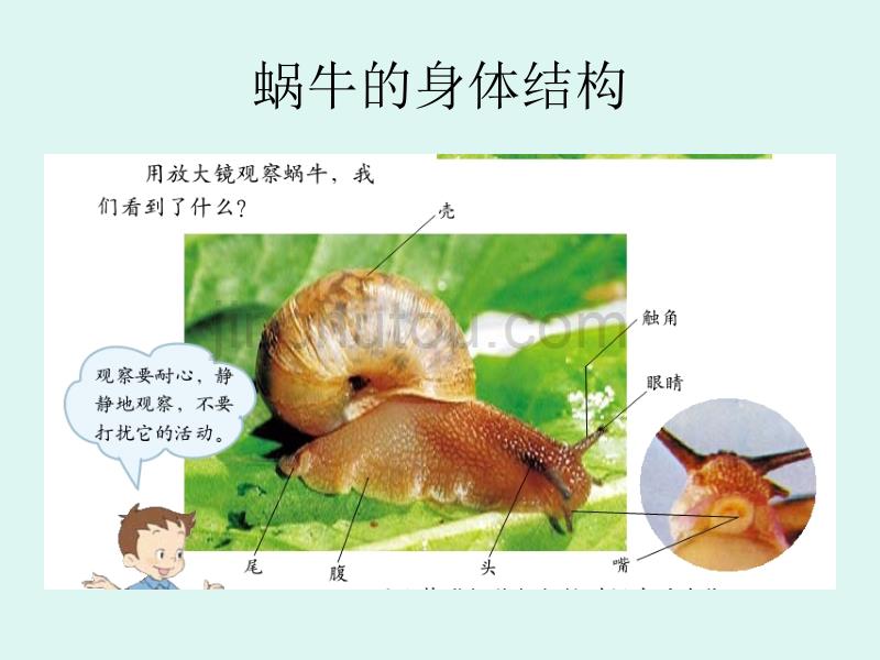 教科版小学科学四年级（上册）第四单元《身体的结构》课件_第3页