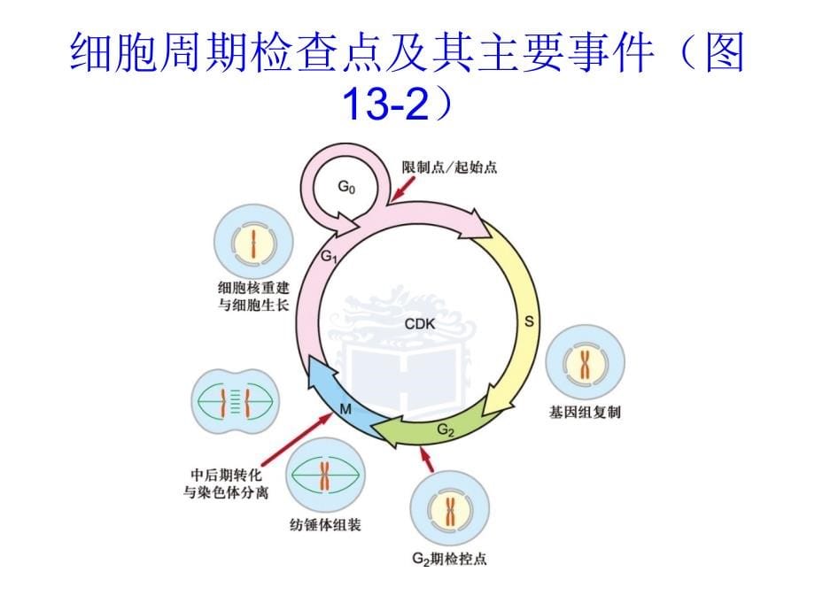 细胞生物学(翟中和第四版)第13章_第18章_第5页