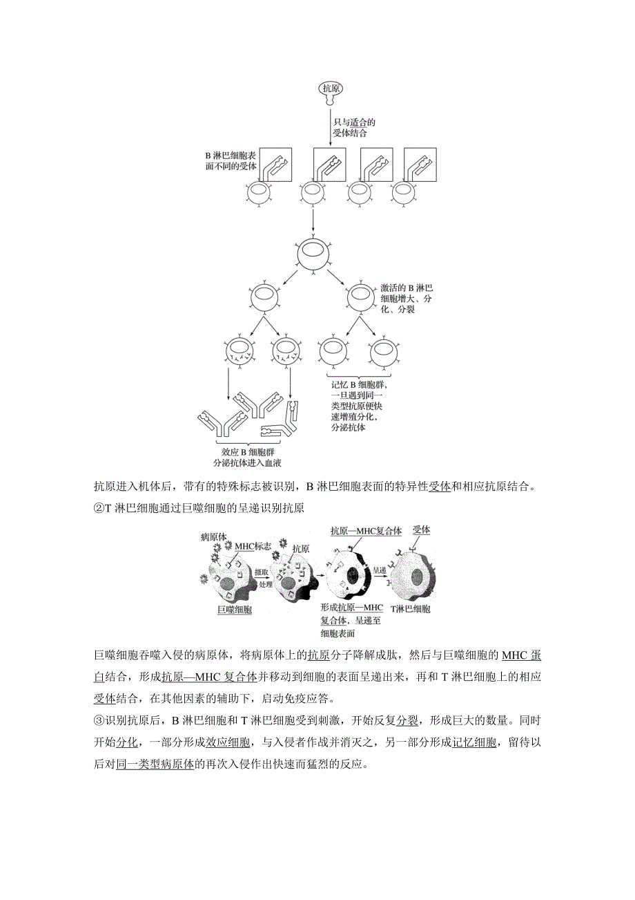 生物新学案同步必修三浙江专讲义：第三章 免疫系统与免疫功能 第7课时 Word含答案.docx_第2页