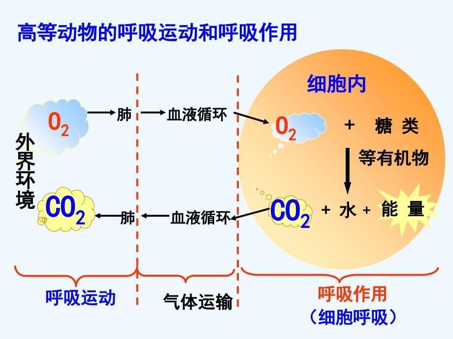 人教高中生物必修一优质课件：第五章第3节《ATP的主要来源——细胞呼吸》（共34张PPT） .ppt_第5页