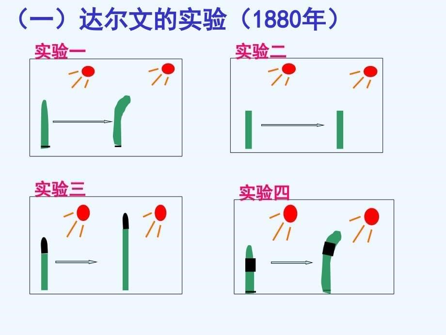 四川省成都为明学校高中生物人教必修三课件：3.1植物生长素的发现（2） .ppt_第5页