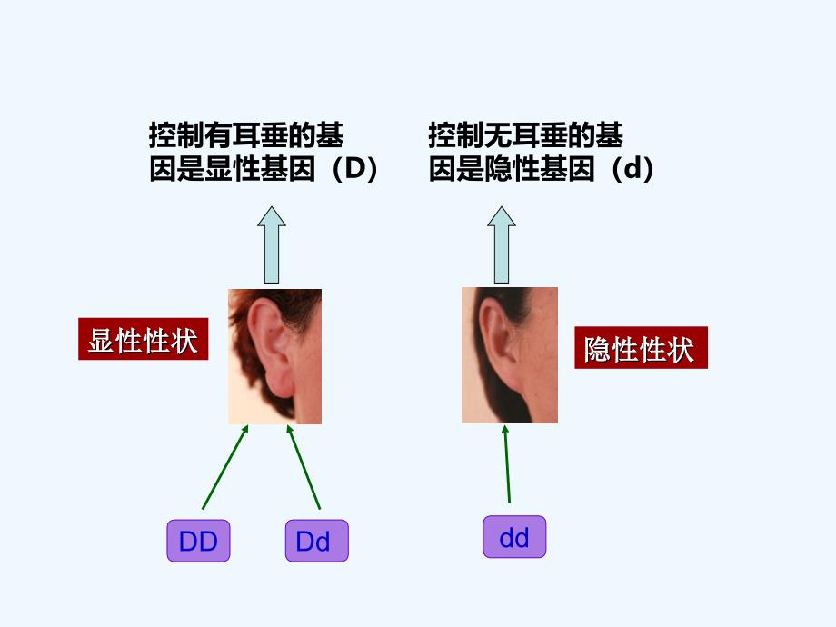 冀教版生物八下6.2.1《遗传》（基因与性状的关系）ppt课件.ppt_第3页