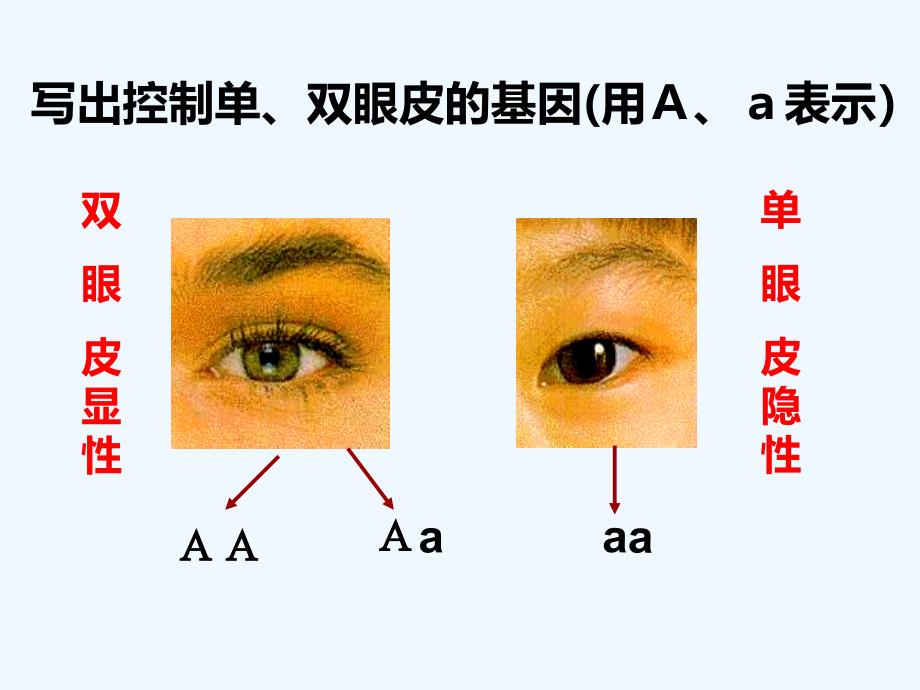 冀教版生物八下6.2.1《遗传》（基因与性状的关系）ppt课件.ppt_第4页