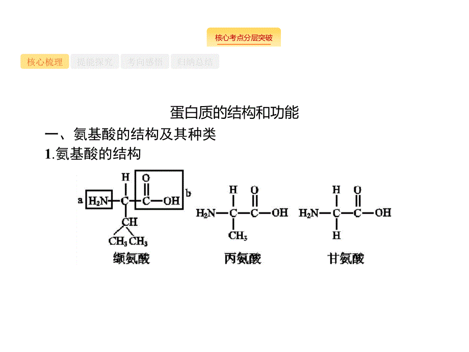 广西高考生物人教一轮复习课件：第1单元 第3讲　生命活动的主要承担者——蛋白质 .pptx_第3页