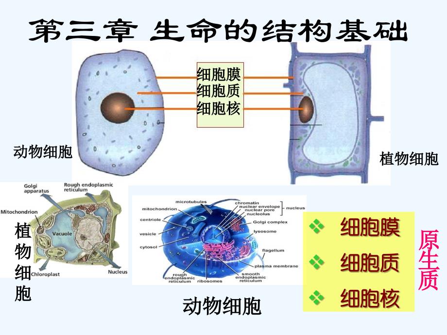 沪科版生命科学高一上第3章《生命的结构基础_细胞膜》PPT课件2.ppt_第1页